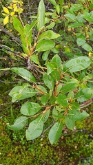 Salix phylicifolia