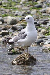 Larus californicus