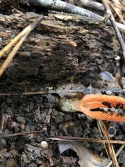 Pseudocolus fusiformis