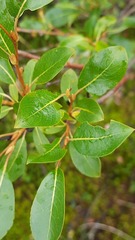 Salix phylicifolia