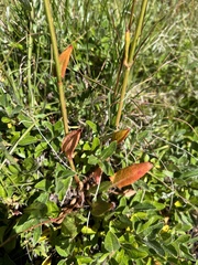 Rumex acetosella