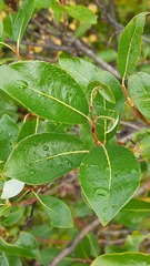 Salix phylicifolia