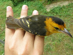 Ploceus sanctithomae