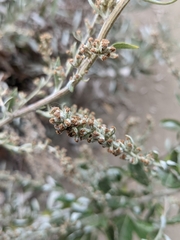 Artemisia douglasiana