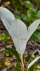 Salix phylicifolia