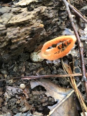 Pseudocolus fusiformis