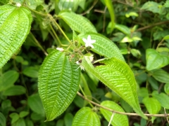 Miconia crenata