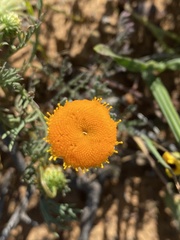 Oncosiphon grandiflorus