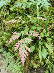 Chaerophyllum