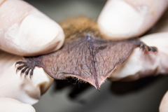 Myotis thysanodes