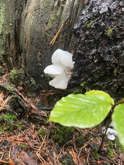 Pseudohydnum gelatinosum