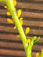 Sternorrhyncha