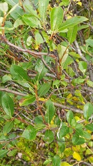 Salix phylicifolia