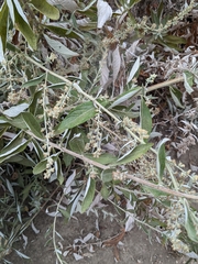 Artemisia douglasiana