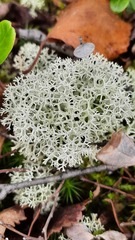 Cladonia stellaris