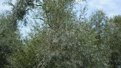 Salix