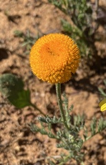 Oncosiphon grandiflorus