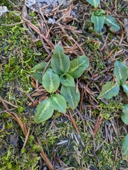 Goodyera oblongifolia