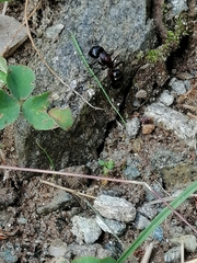 Camponotus