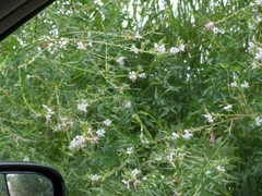 Oenothera filiformis