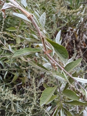 Artemisia douglasiana