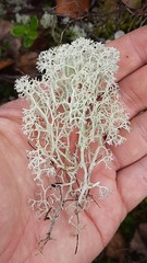 Cladonia stellaris