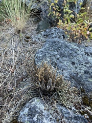 Myriopteris gracillima