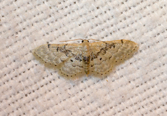 Idaea intermedia