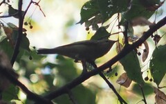 Phylloscopus collybita