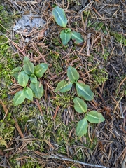 Goodyera oblongifolia