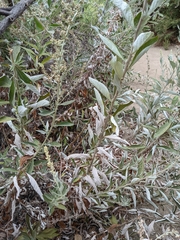 Artemisia douglasiana