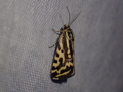 Acontia trabealis