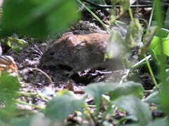 Clethrionomys glareolus