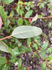 Shepherdia canadensis