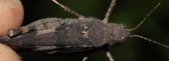 Trimerotropis verruculata
