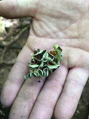 Parmelioideae