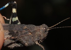 Trimerotropis verruculata