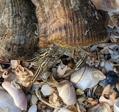 Clibanarius vittatus