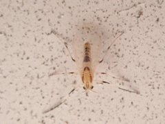 Cricotopus