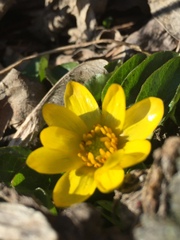 Ficaria verna