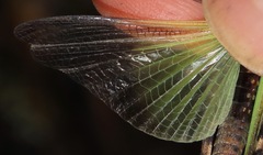 Trimerotropis verruculata