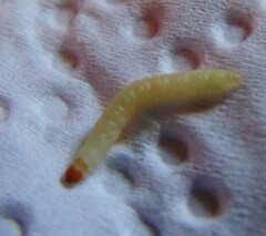 Plodia interpunctella
