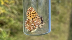Boloria selene