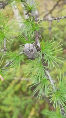Larix sibirica