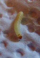 Plodia interpunctella