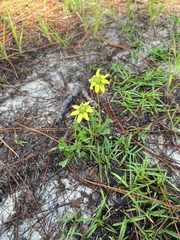 Berlandiera subacaulis