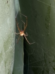 Latrodectus hesperus