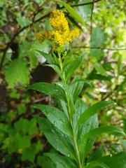 Solidago gigantea