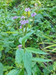 Verbena hastata
