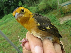 Ploceus sanctithomae